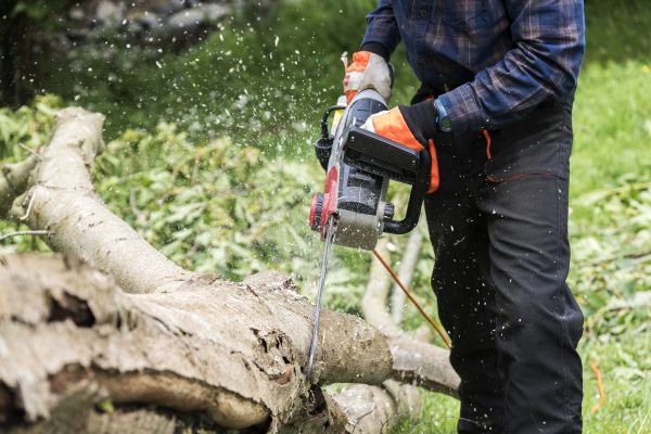 Cost of Branch Removal Service in Tyler