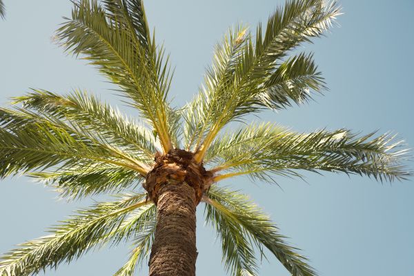 Palm Tree Pruning in Tyler
