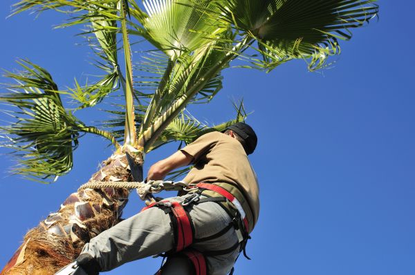 Palm Tree Trimming in Tyler