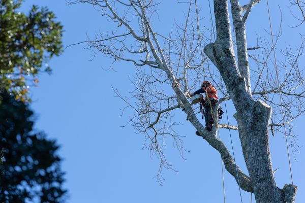 Cost of Tree Topping Service in Tyler