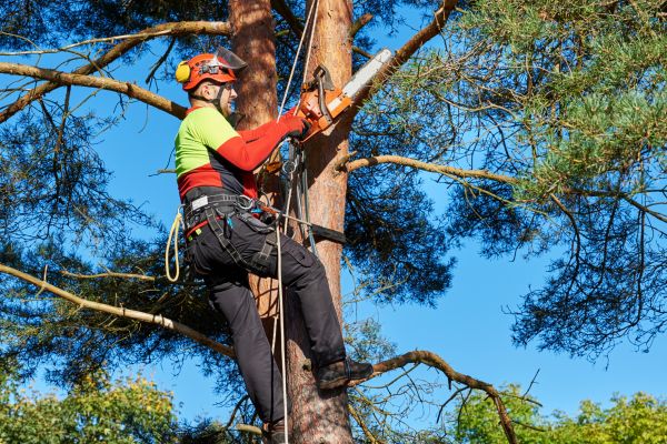 Tree Maintenance
