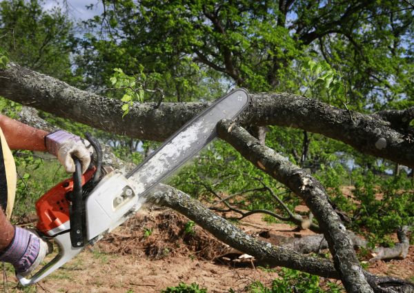 Cost of Tree Lopping Service in Tyler