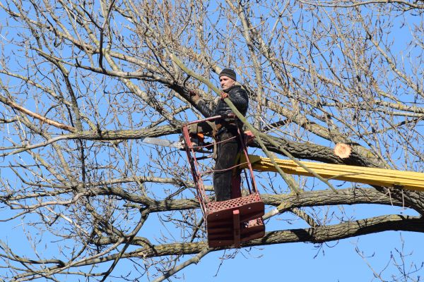 Cost of Emergency Tree Trimming in Tyler