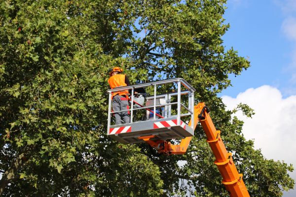 Commercial Tree Service in Tyler