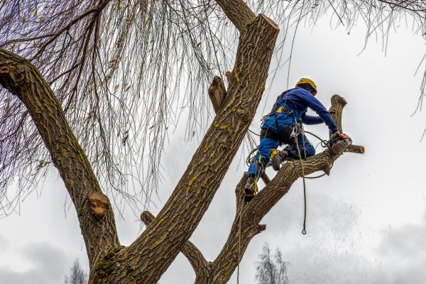 Cost of Tree Maintenance Service in Tyler