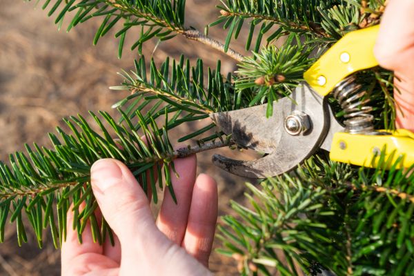 Pine Tree Pruning in Tyler