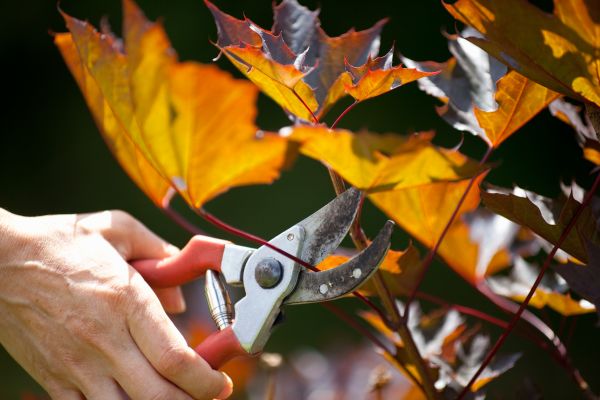 Cost of Maple Tree Pruning in Tyler