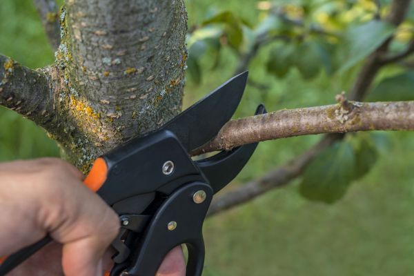 Cost of Tree Limb Cutting in Tyler