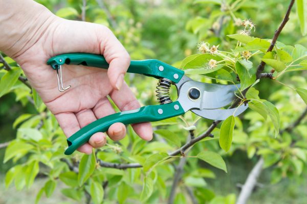 Cost of Pear Tree Pruning in Tyler