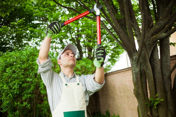Cost of Tree Limb Pruning in Tyler