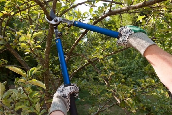 Cost of Residential Tree Pruning in Tyler