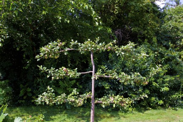 Apple Tree Shaping