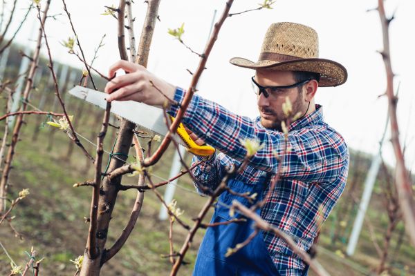Cost of Orchard Tree Pruning in Tyler