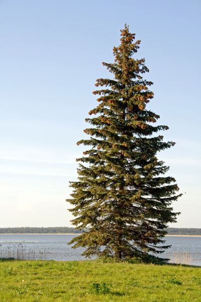 Cost of Spruce Tree Pruning in Tyler