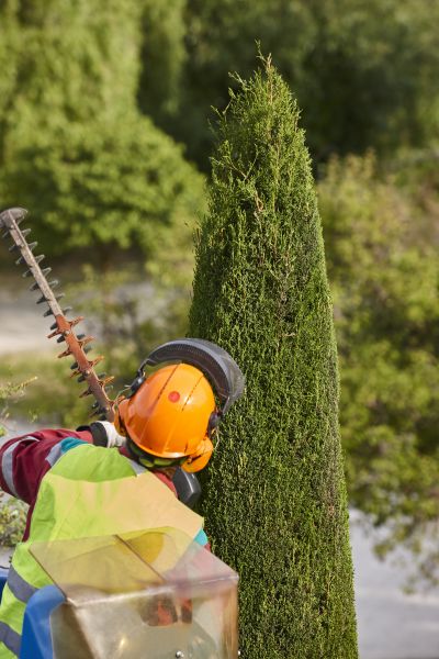 Cost of Cypress Tree Trimming in Tyler