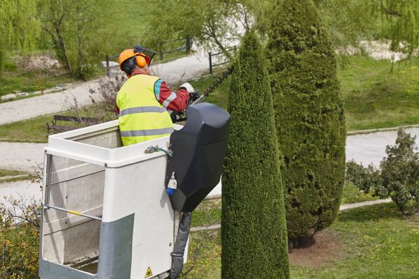 Cost of Cypress Tree Pruning in Tyler