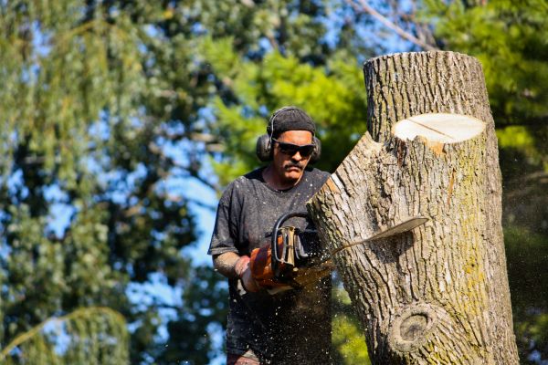 Cost of Ash Tree Pruning in Tyler