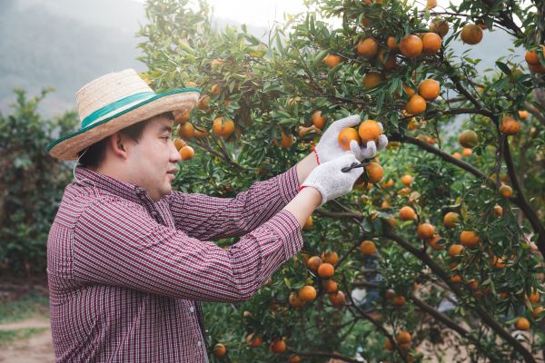 Cost of Orange Tree Pruning in Tyler