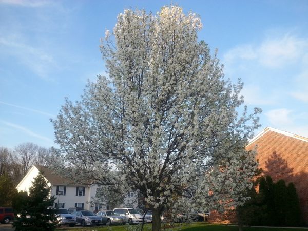 Cost of Bradford Pear Tree Pruning in Tyler