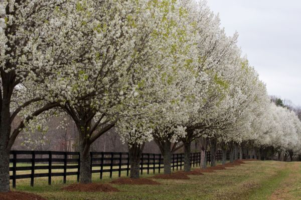 Bradford Pear Tree Shaping