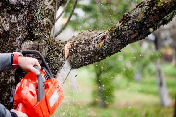 Cost of Branch Cutting Service in Tyler
