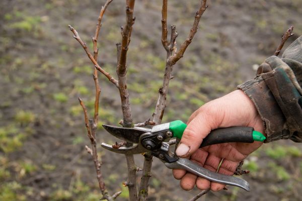 Cost of Pear Trees Pruning in Tyler