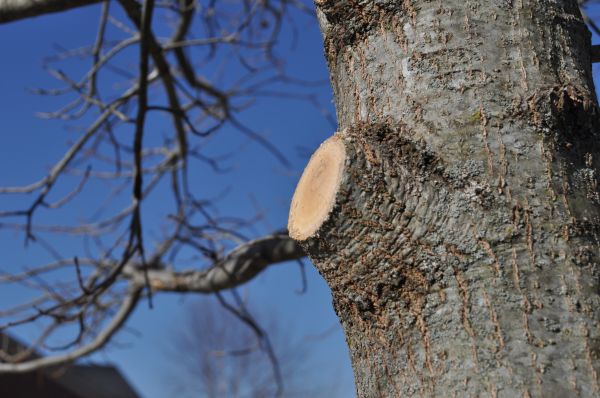 Cost of Limb Pruning in Tyler