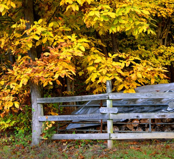 Cost of Hickory Tree Pruning in Tyler