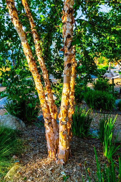 Cost of River Birch Trimming in Tyler