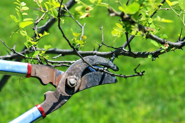 Cost of Branches Pruning in Tyler