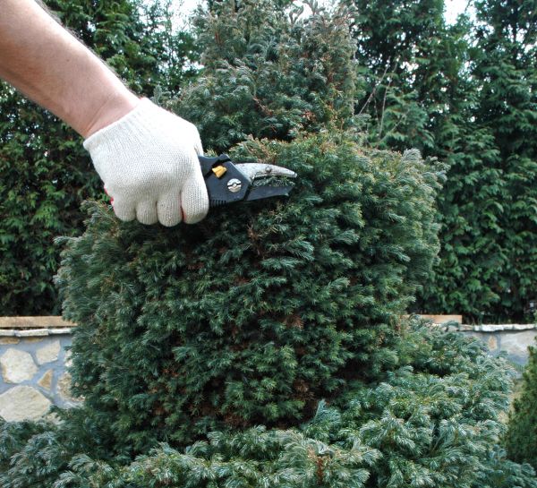 Cost of Ornamental Tree Trimming in Tyler