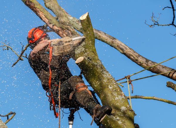 Tree Trimming Service in Tyler