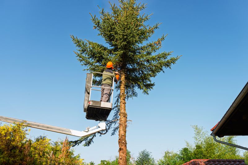 Residential Tree Service detail