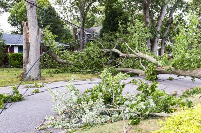Storm Damage Tree Care